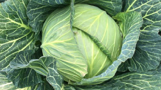 Raw material origins of major dishes
